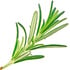 Moroccan rosemary